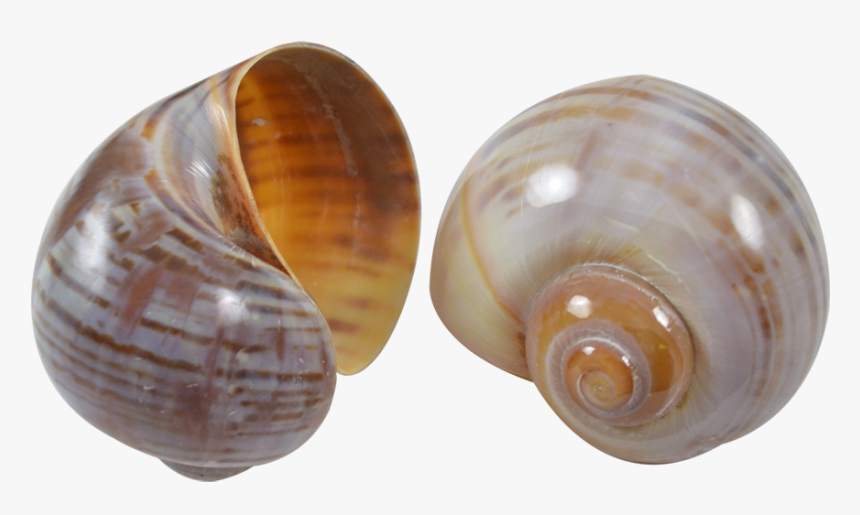 10 Cherry Land Snail Striped Shells - Shell, HD Png Download, Free Download