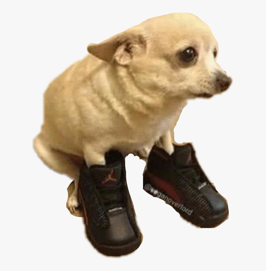 #doggo #dog #bigshoes #meme #funny#freetoedit - He Boot To Big, HD Png Download, Free Download