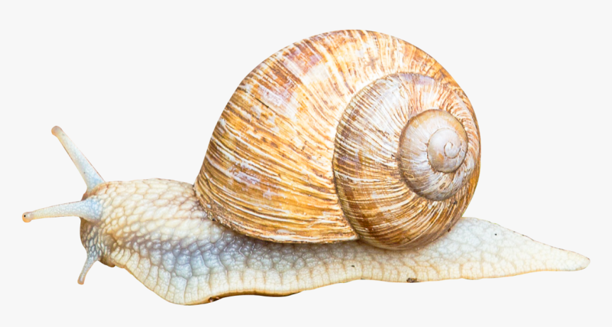 Snail Png Image - Transparents Of Snails, Png Download, Free Download