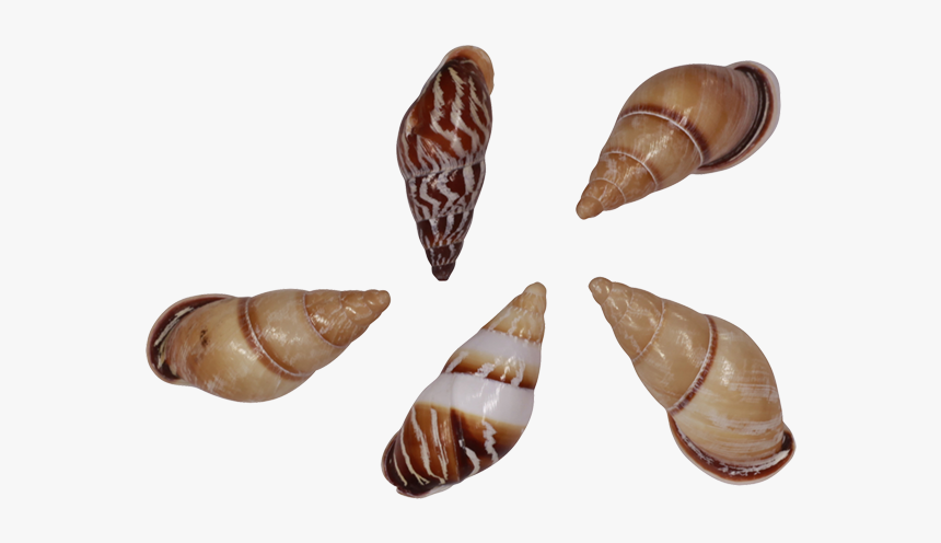 40 Partuloives Land Snail Shells - Moth, HD Png Download, Free Download