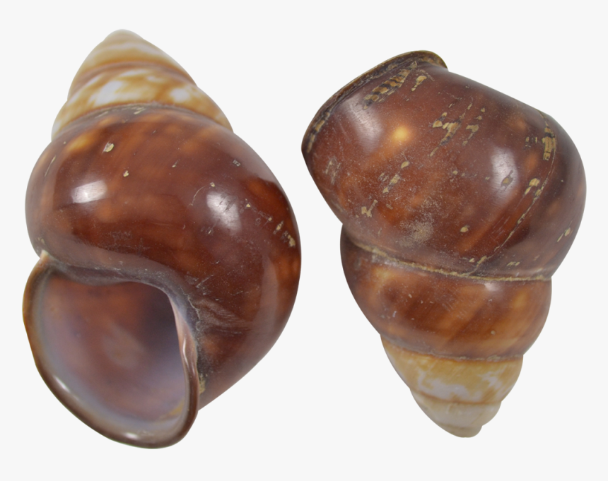 18 Brown Land Snail Polished Shells 2-2 - Conch, HD Png Download, Free Download