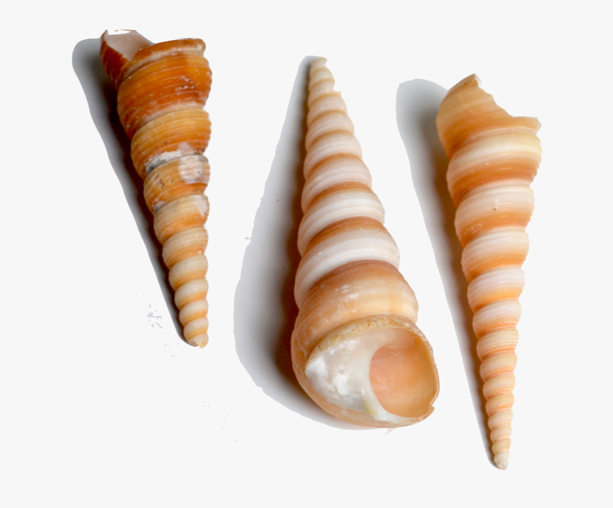 Snail Shell Png, Transparent Png, Free Download
