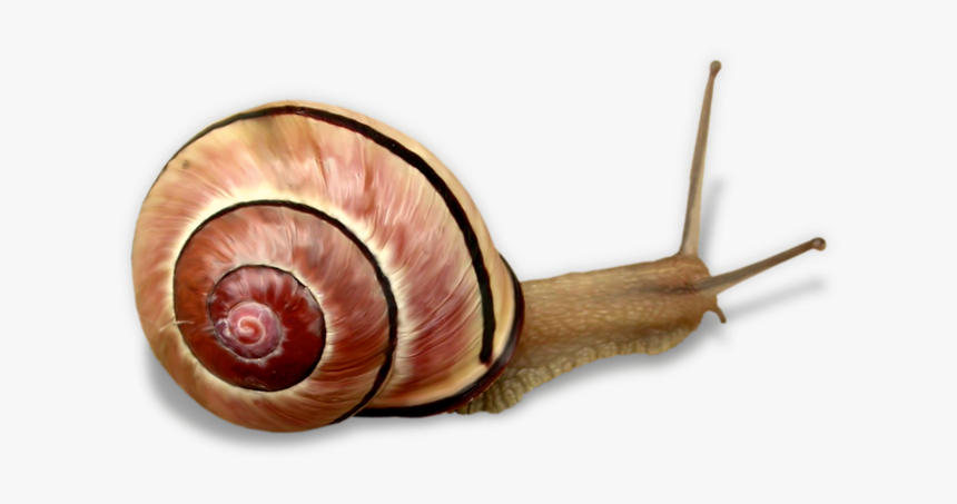 Snail Clip Art - Snails Pond, HD Png Download, Free Download