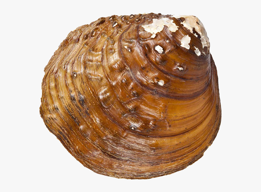 Snail Png Download Image - Baltic Clam, Transparent Png, Free Download