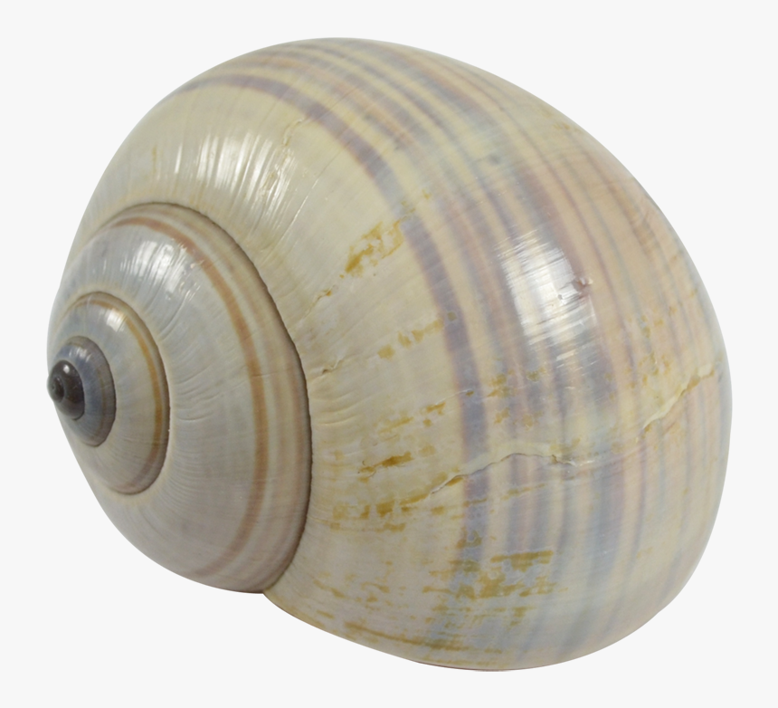 Philippine Land Snail - Shell, HD Png Download, Free Download