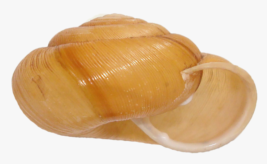 Shell, HD Png Download, Free Download