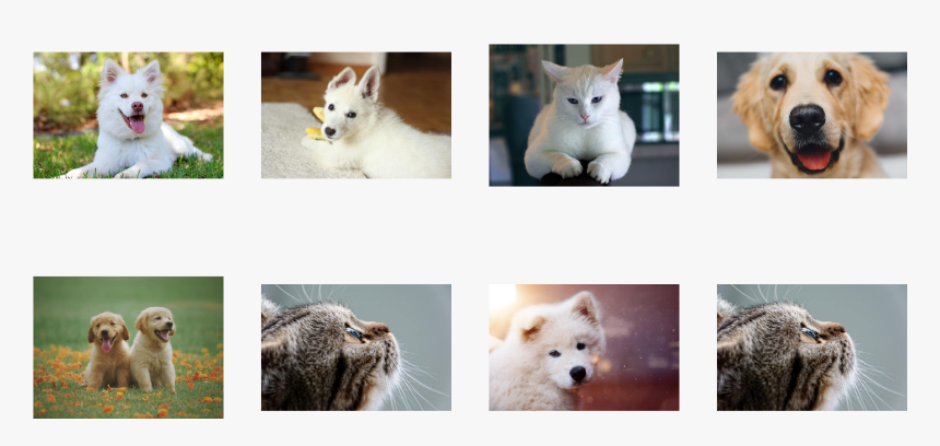 / Images/examples Getting Started 24 0 - Kitten, HD Png Download, Free Download