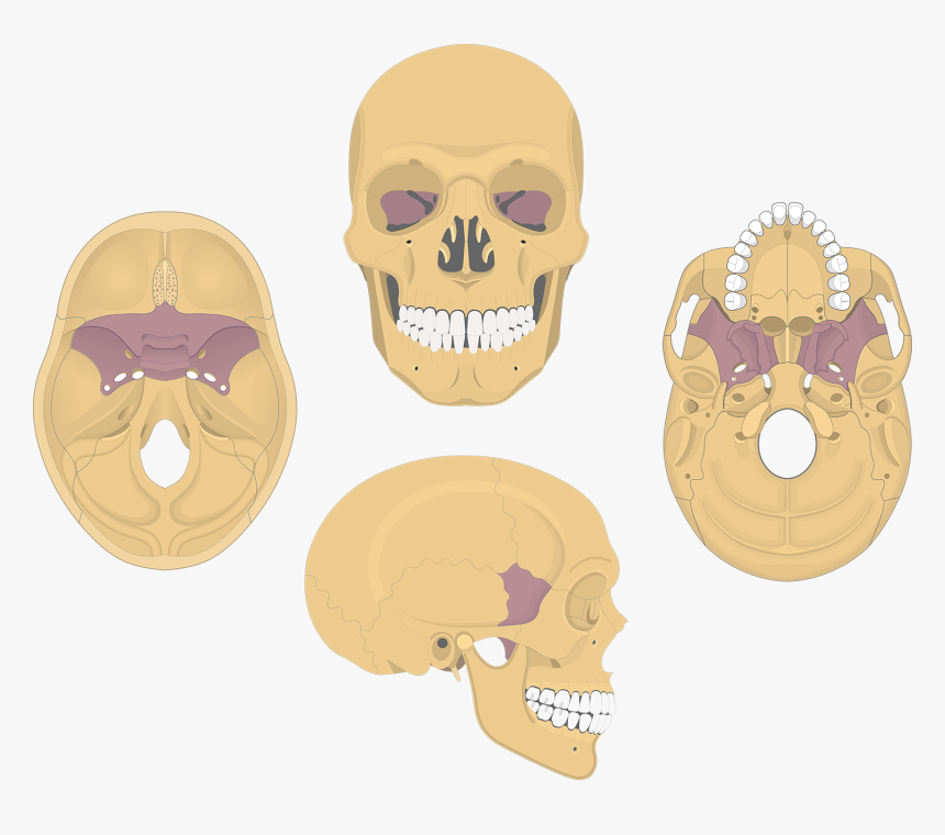 Sphenoid Bone - Skull Bone Markings, HD Png Download, Free Download