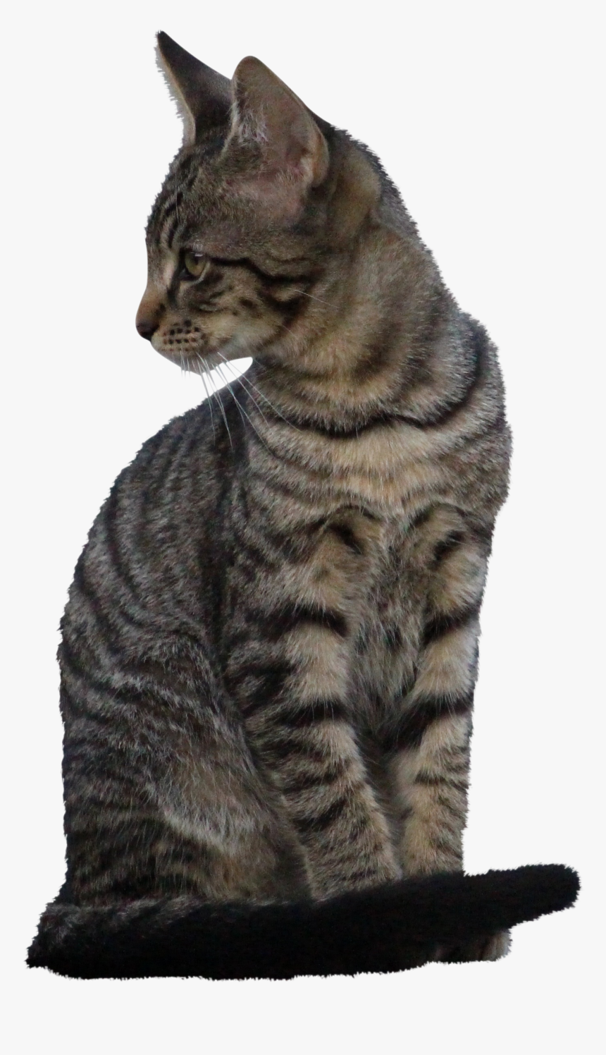 Domestic Short-haired Cat, HD Png Download, Free Download