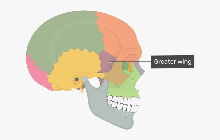 Parietal Bone, HD Png Download, Free Download