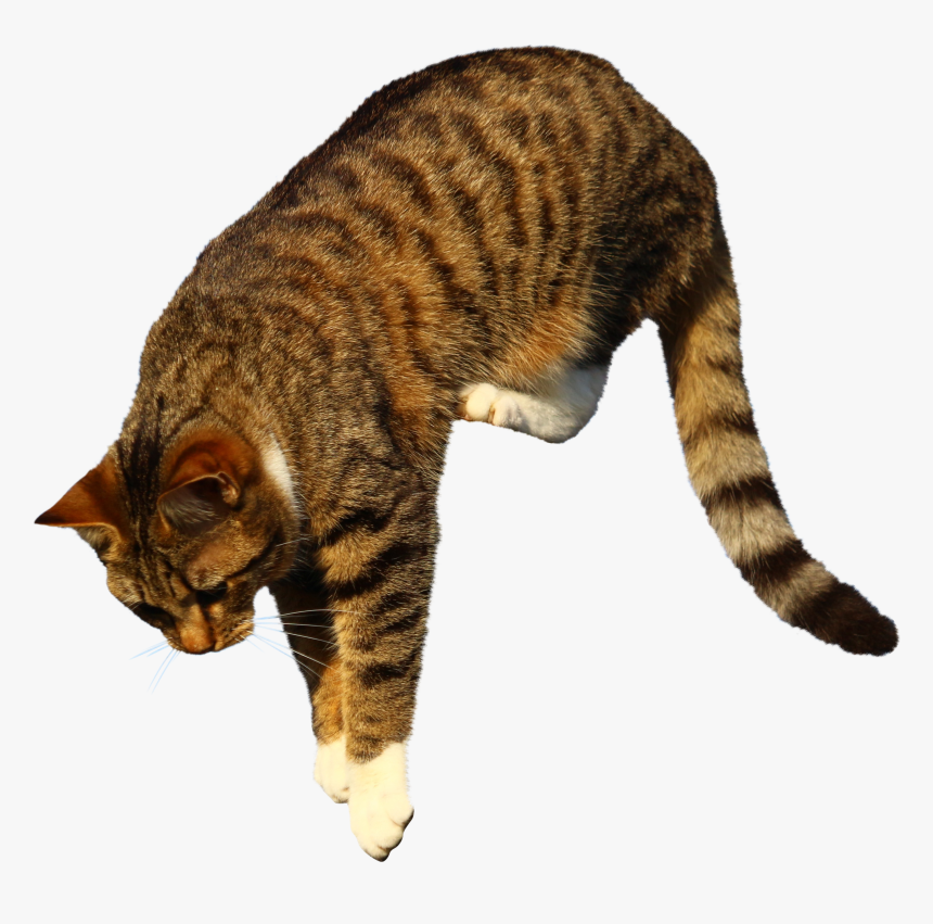 Cat Yawns, HD Png Download, Free Download