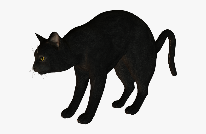 Black Cat Korat Havana Brown Manx Cat - Cat, HD Png Download, Free Download