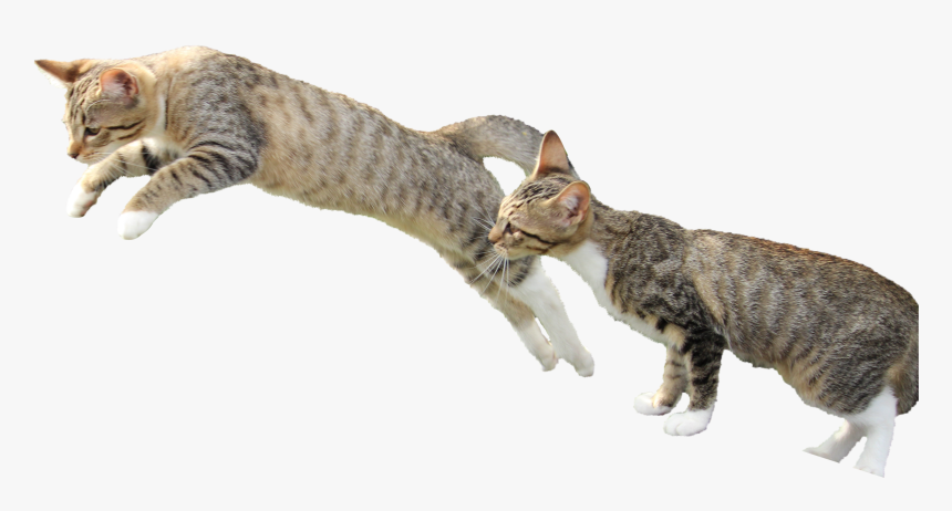 Cat Yawns, HD Png Download, Free Download