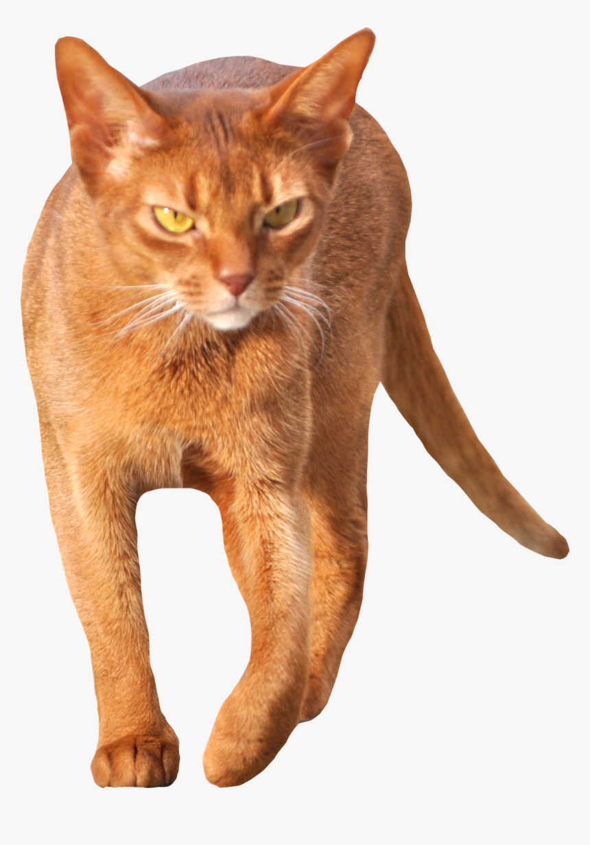 Tabby Cat Clipart Transparent - Cat Walking Front View, HD Png Download, Free Download