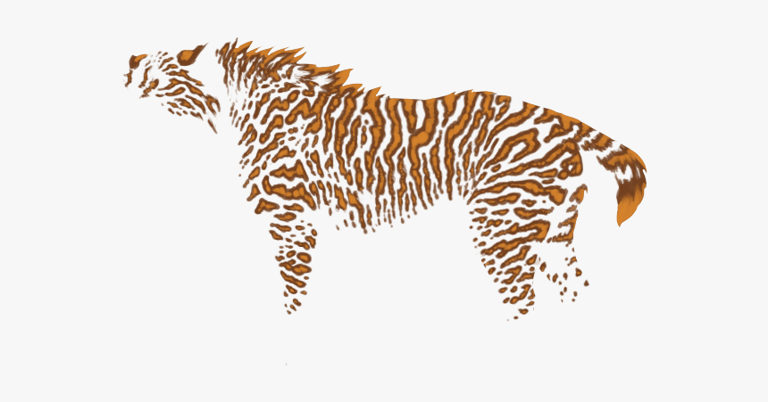 Zebra, HD Png Download, Free Download