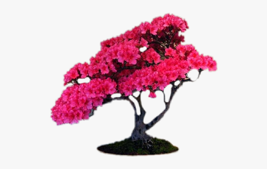 #pink #bonsai #flower #tree - Sakura Bonsai, HD Png Download, Free Download