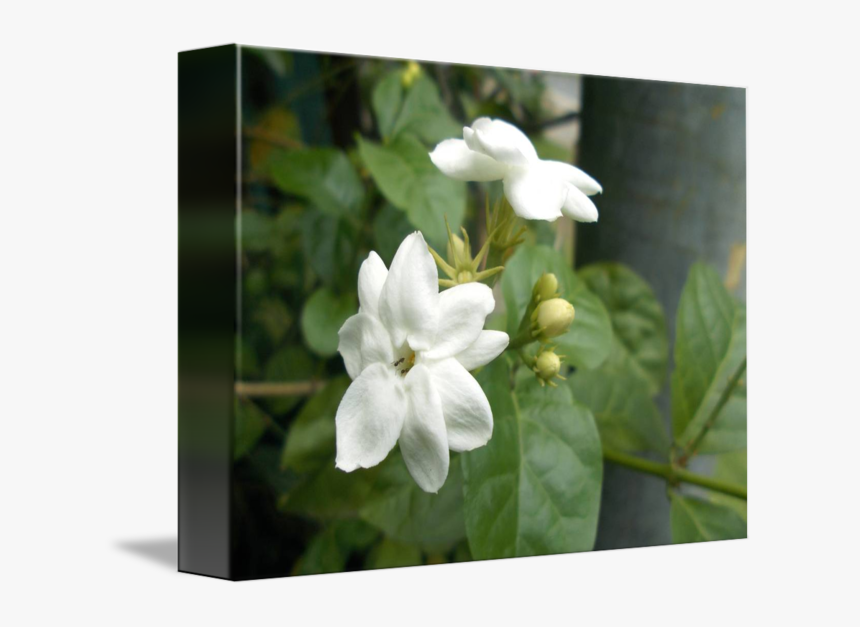 Thumb Image - Jasmine Flower Tree, HD Png Download, Free Download