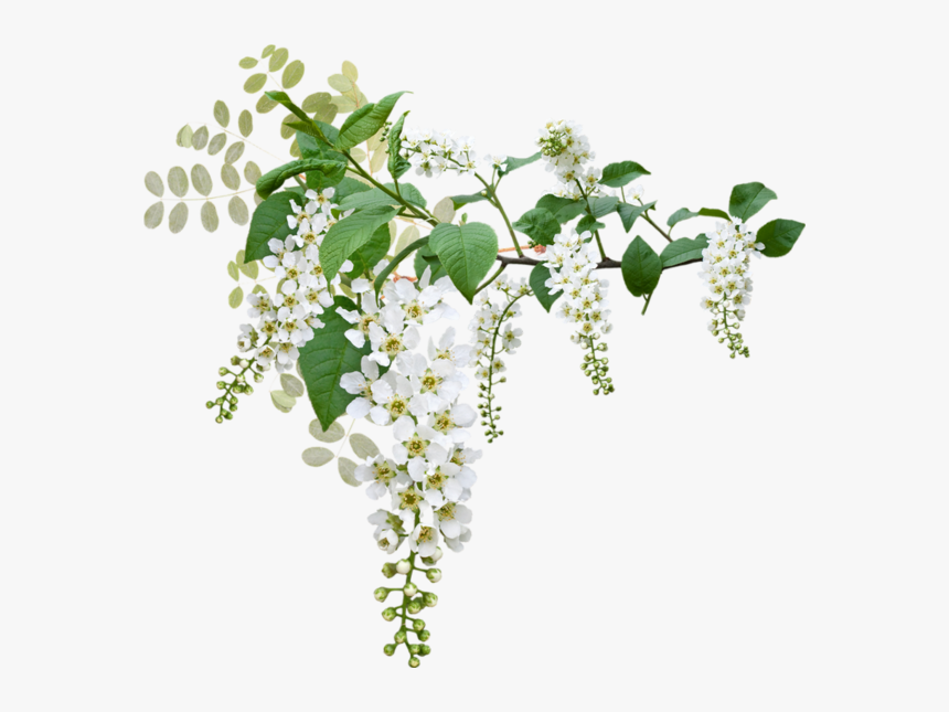 ✿ Fleurs Blanches Png, Tube ✿ Wedding, White Flowers - Green And White Flowers Png, Transparent Png, Free Download