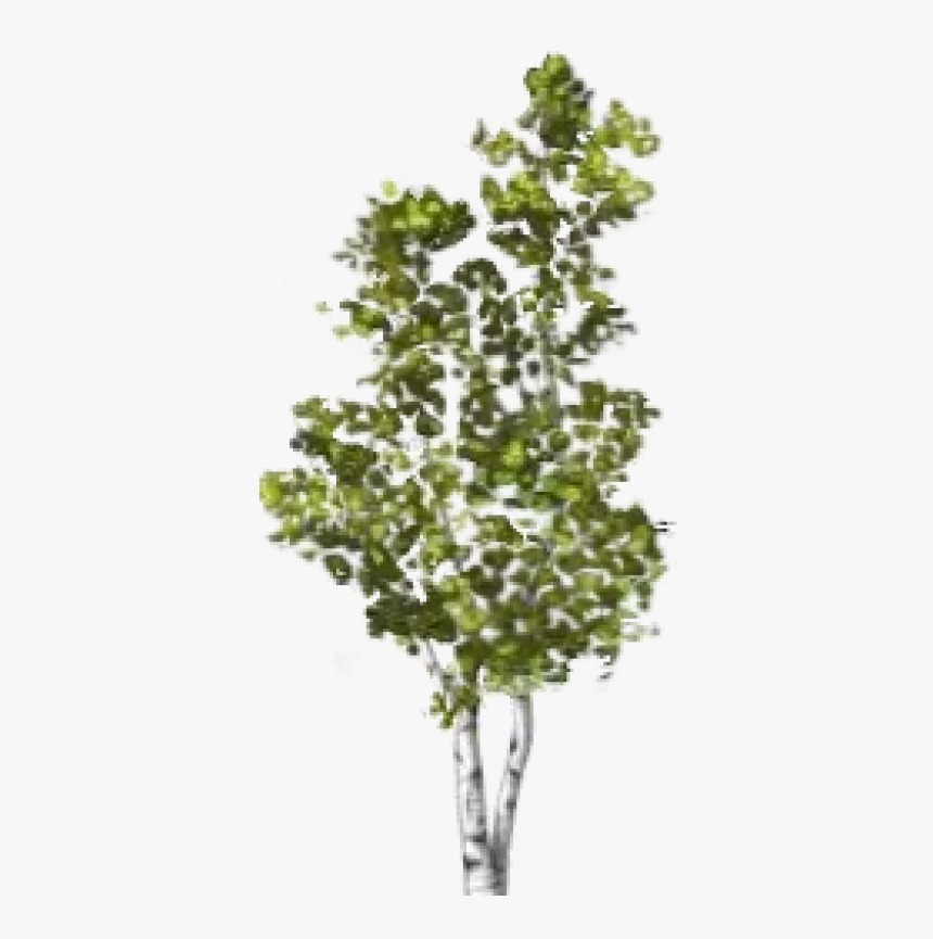 Canoe Birch, HD Png Download, Free Download