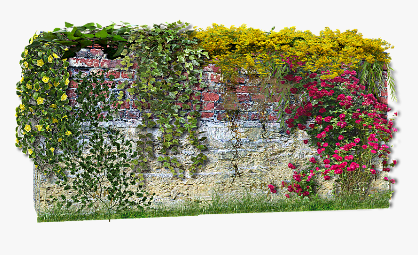 Muro Con Plantas Png, Transparent Png, Free Download