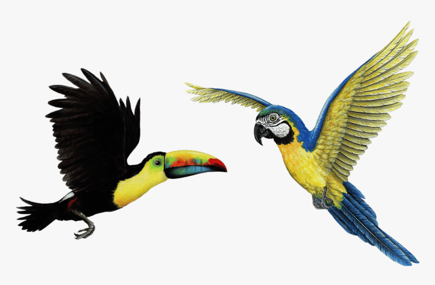 Tropical Birds Png - Flying Toucan Png, Transparent Png, Free Download