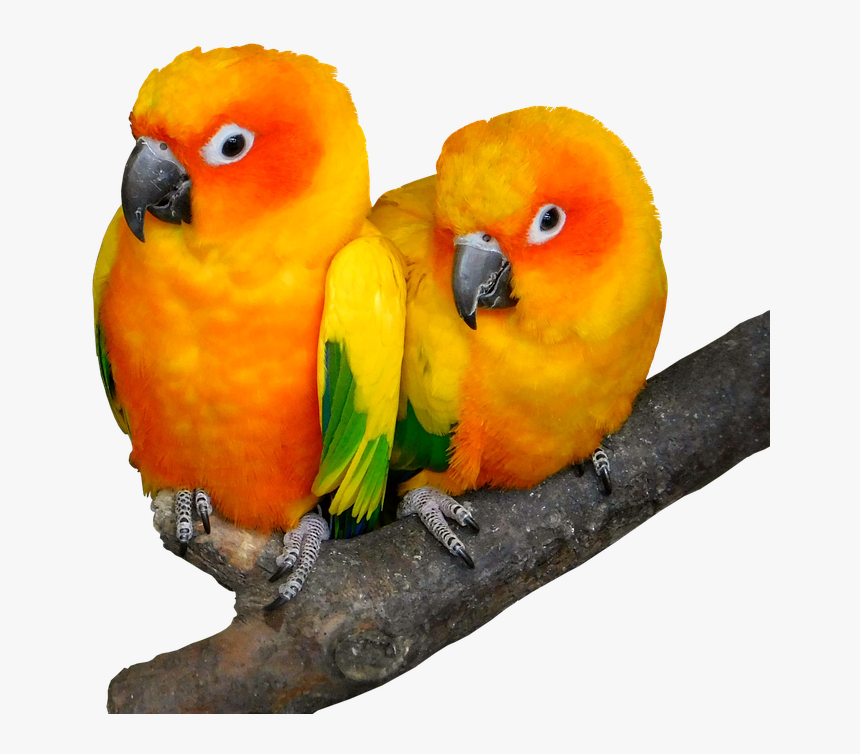 Parrot Dp For Whatsapp, HD Png Download, Free Download