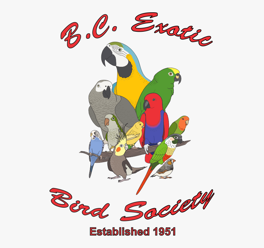 Group Of Exotic Birds, HD Png Download, Free Download