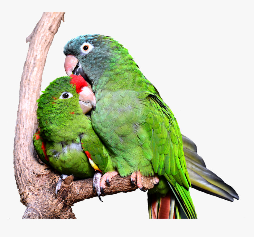 Kiss Hug Love Birds, HD Png Download, Free Download