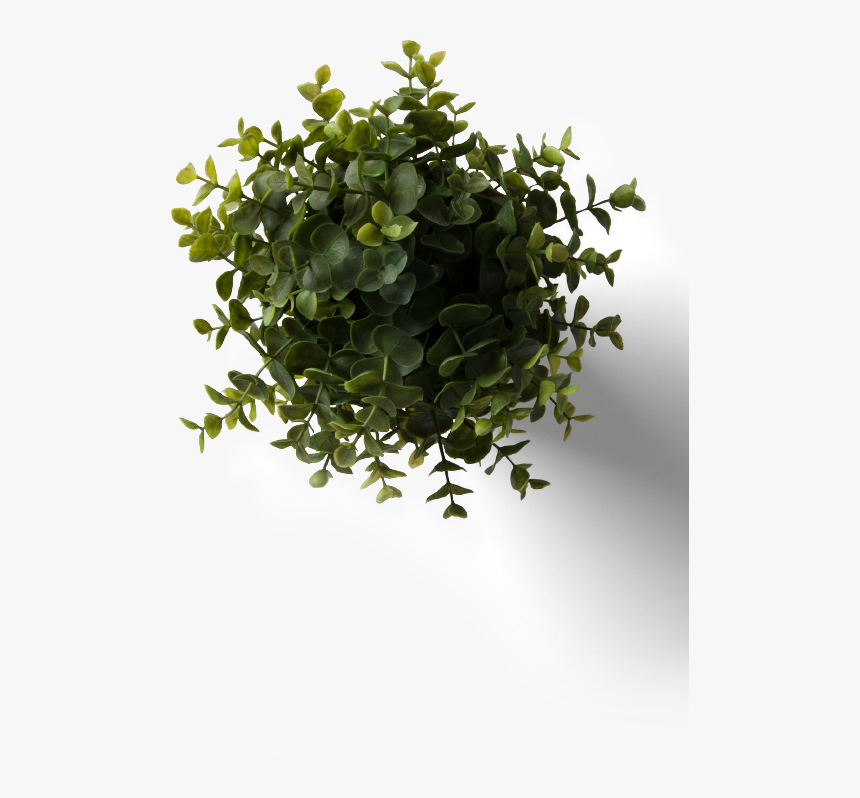 Flower Plant Top View Png With Flower Plant Top View - Rebranding Romania, Transparent Png, Free Download