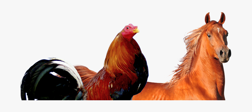 19 Animales De Granja - Png Animales De Granja, Transparent Png, Free Download