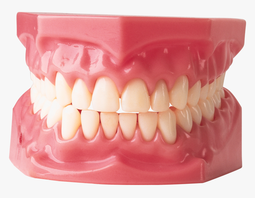 Zombie Teeth Png - Many Teeth Do Adults Have, Transparent Png, Free Download