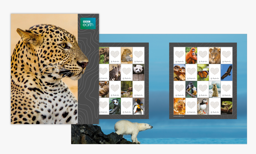 African Leopard, HD Png Download, Free Download