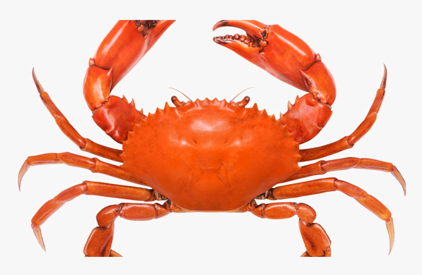 Crab Png Free Pic - Animals That Has 8 Legs, Transparent Png, Free Download