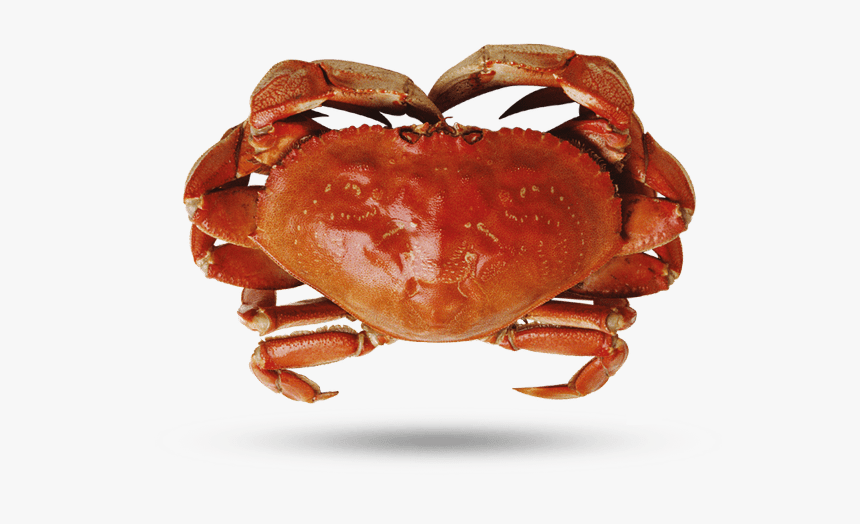 Dungeness Crab - Crab, HD Png Download, Free Download