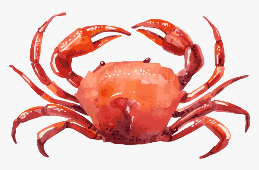 Crab Illustration, HD Png Download, Free Download