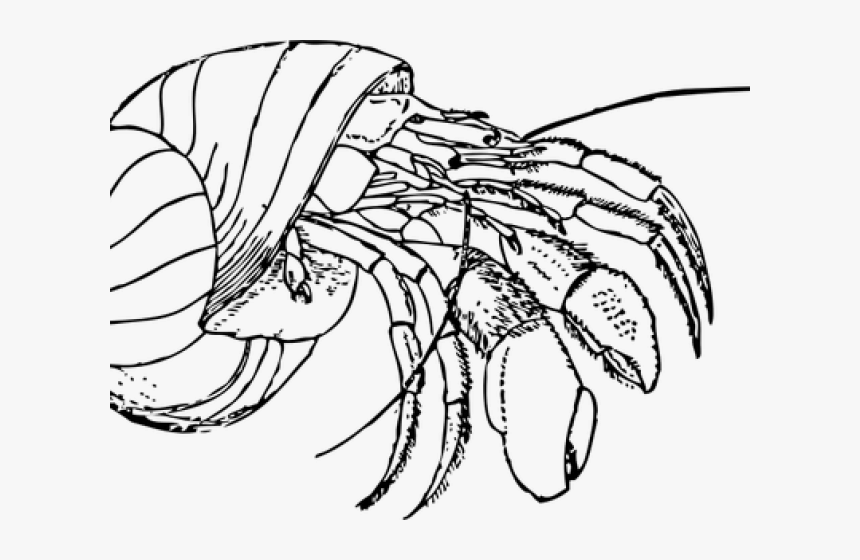 Hermit Crab Clipart Red Crab - Hermit Crabs Colouring Pages, HD Png Download, Free Download