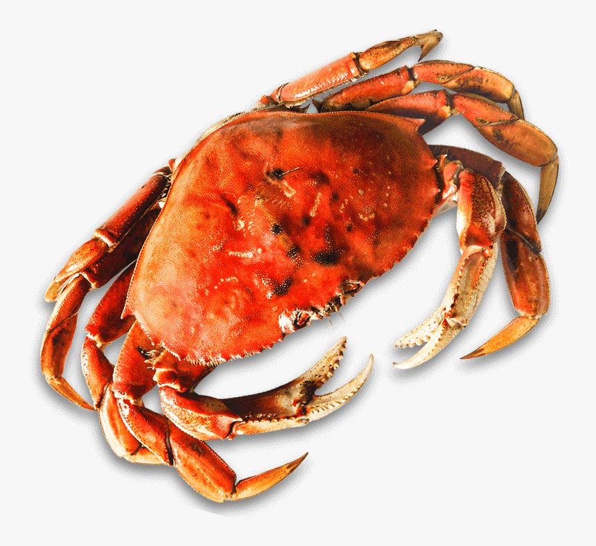 Dungeness Crab, HD Png Download, Free Download