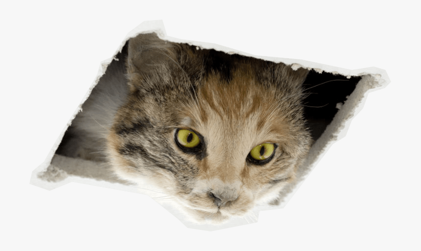 Oh No, Ceiling Cat Ate This Page - Ceiling Cat Franco Mattes, HD Png Download, Free Download