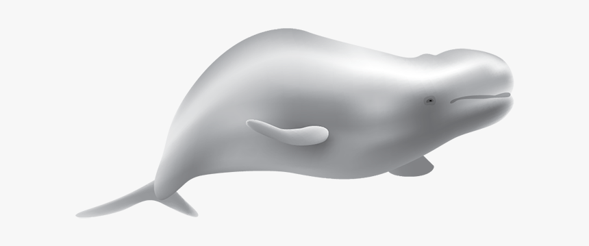 Beluga Whale, HD Png Download, Free Download