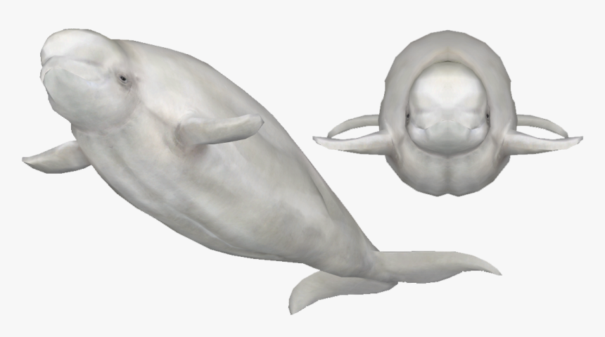 Beluga En Png, Transparent Png, Free Download