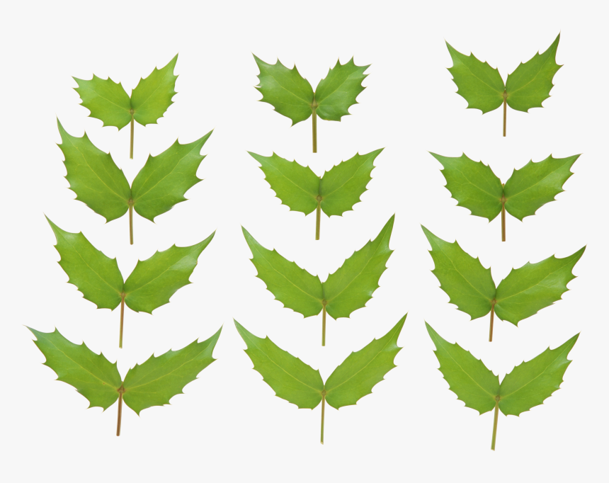 Green Leaf Png - Dahlia Leaves Png, Transparent Png, Free Download