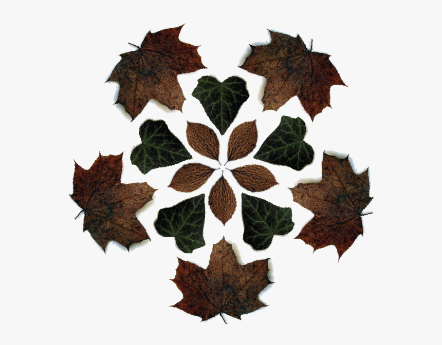 Maple Leaf, HD Png Download, Free Download