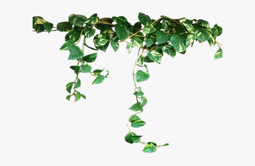 Ivy Clipart Pumpkin Vine , Png Download - Aesthetic Plants Transparent, Png Download, Free Download