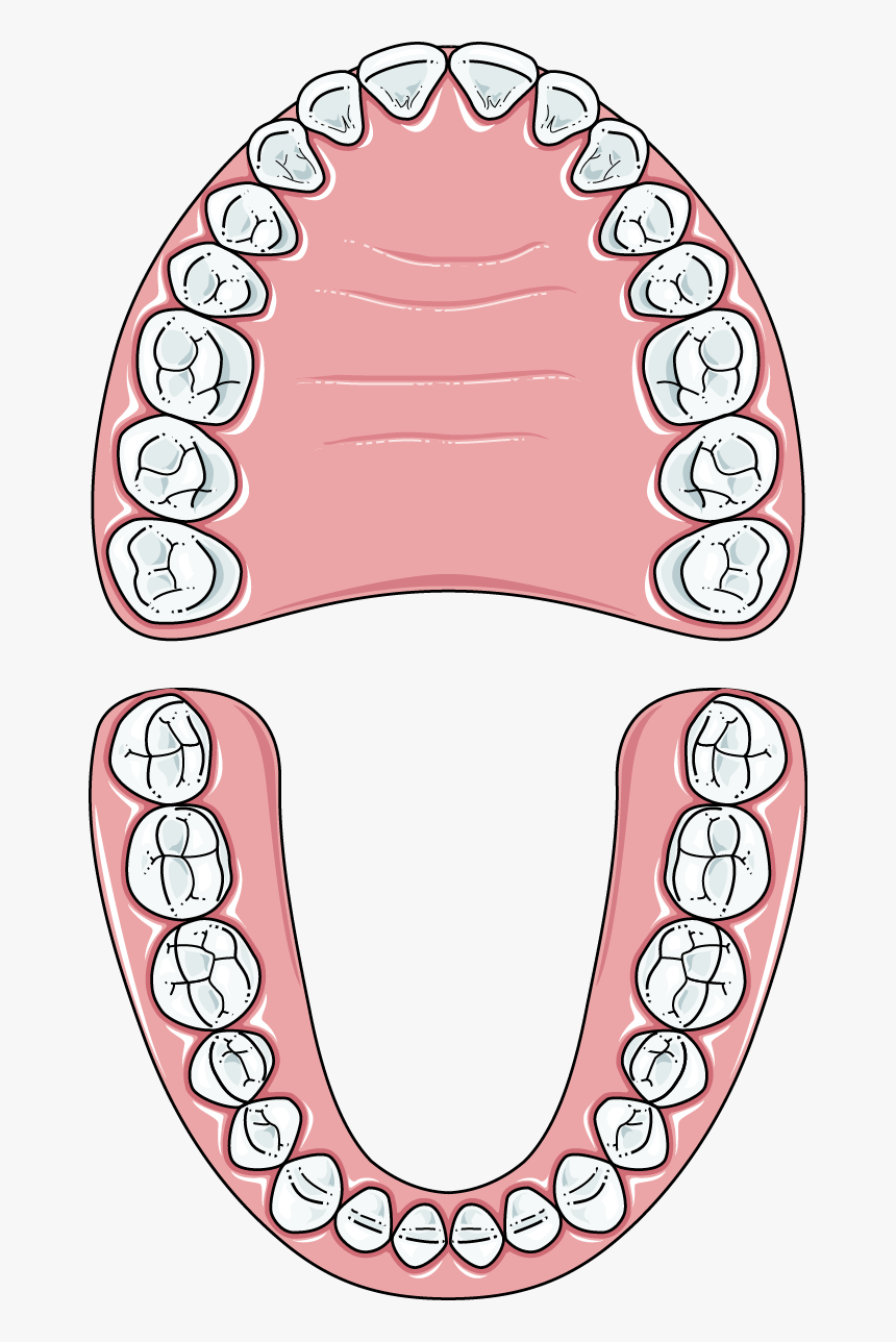 Teeth Clip Permanent - Permanent Teeth Image Clipart, HD Png Download, Free Download