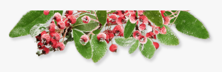 Silver Buffaloberry, HD Png Download, Free Download
