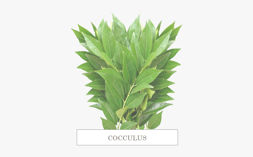 Cocculus - Cocculus Cut Green, HD Png Download, Free Download