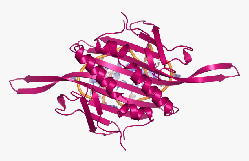 Ms2 Ccdimer Rna Topview - Illustration, HD Png Download, Free Download