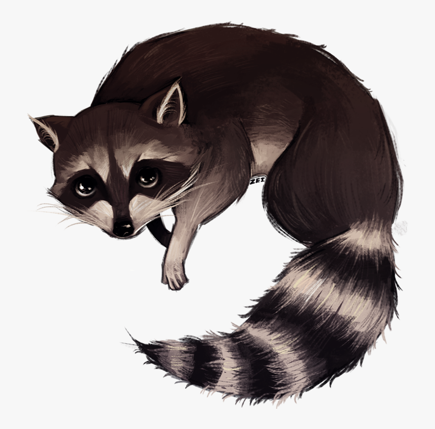 Http - //img - Photobucket - - Raccoon Drawing Png - Striped Skunk, Transparent Png, Free Download