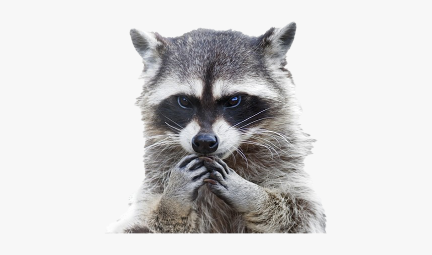 Raccoon Png Clipart Background - Disappointed Raccoon, Transparent Png, Free Download