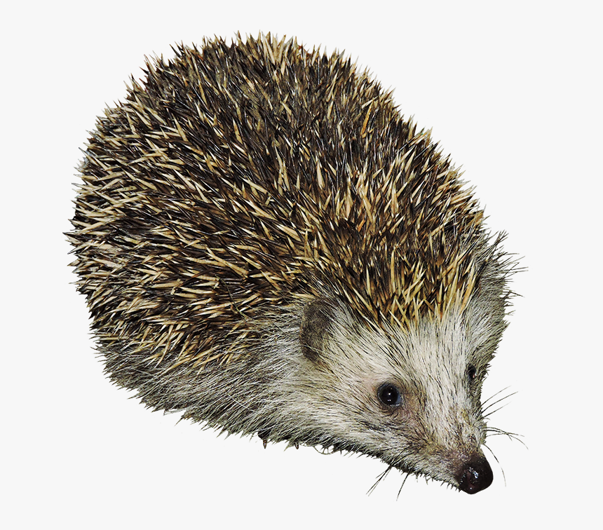 ­cut-out Hedgehog Transparent Background, HD Png Download, Free Download